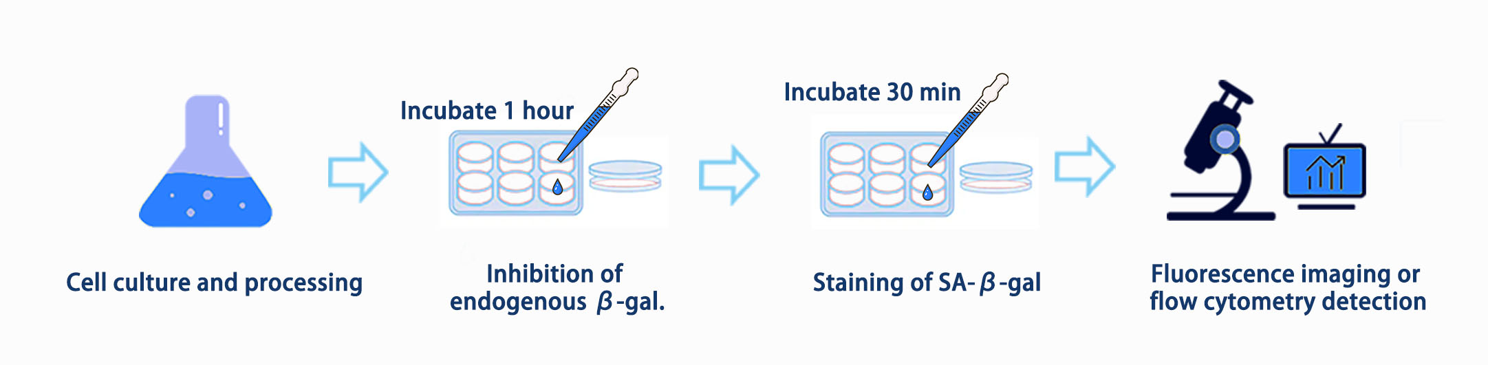 Experiment process 