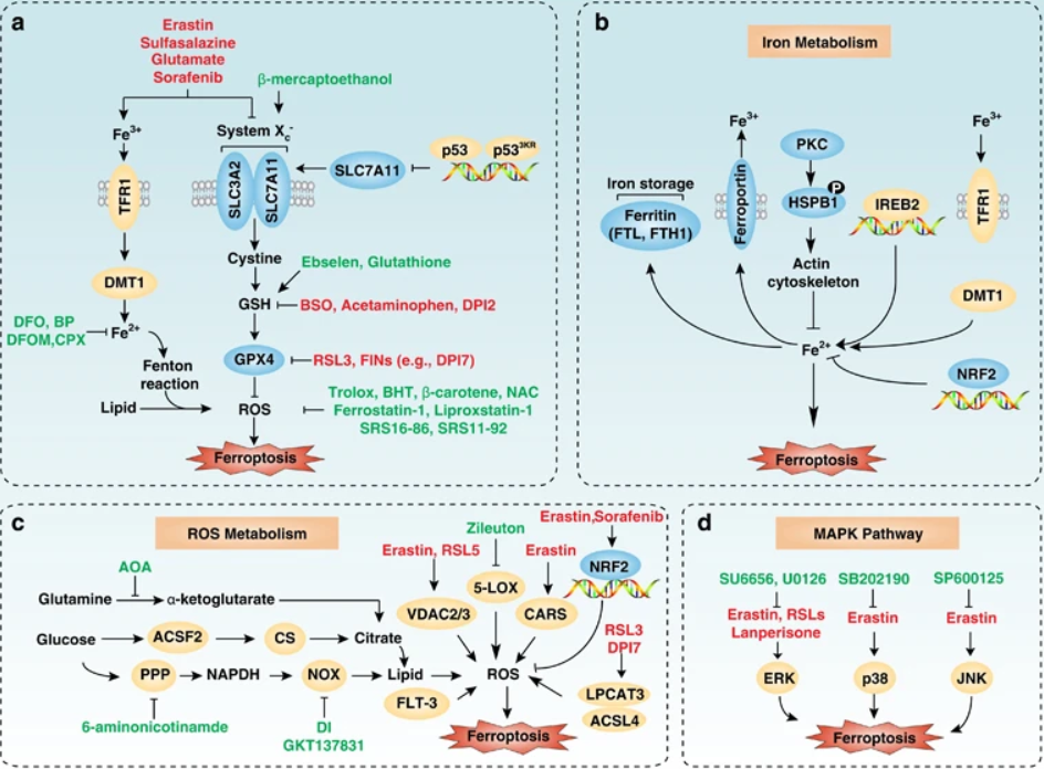 Molecular mechanisms and signaling pathways of ferroptosis. 