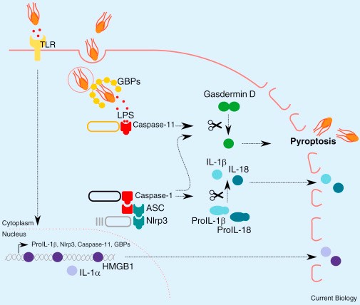 The mechanism of Pyroptosis 