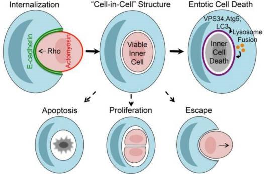 Mechanisms of entosis and entotic cell death.