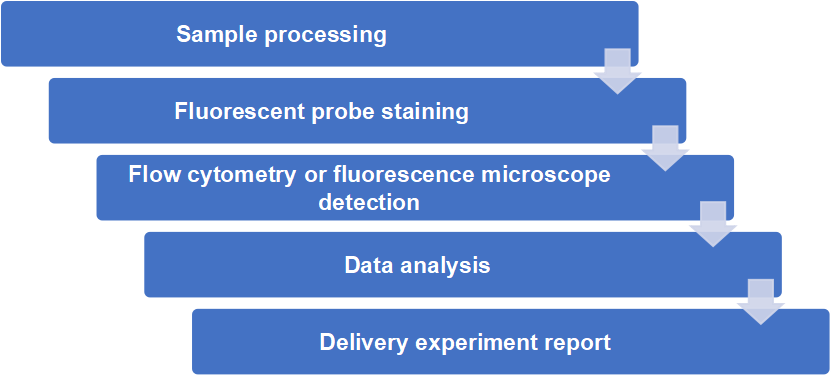 Experiment process