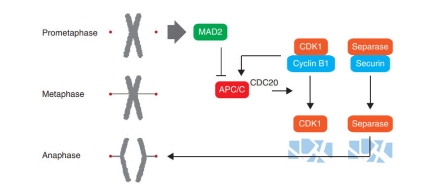 Mitotic Catastrophe