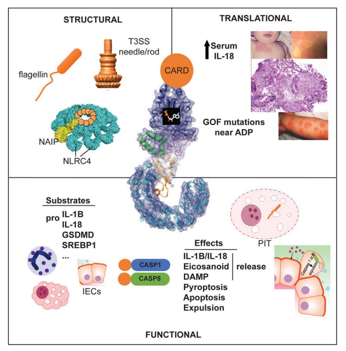 Structural, functional, and translational insights gleaned from the study of NLRC4  inflammasomes.  