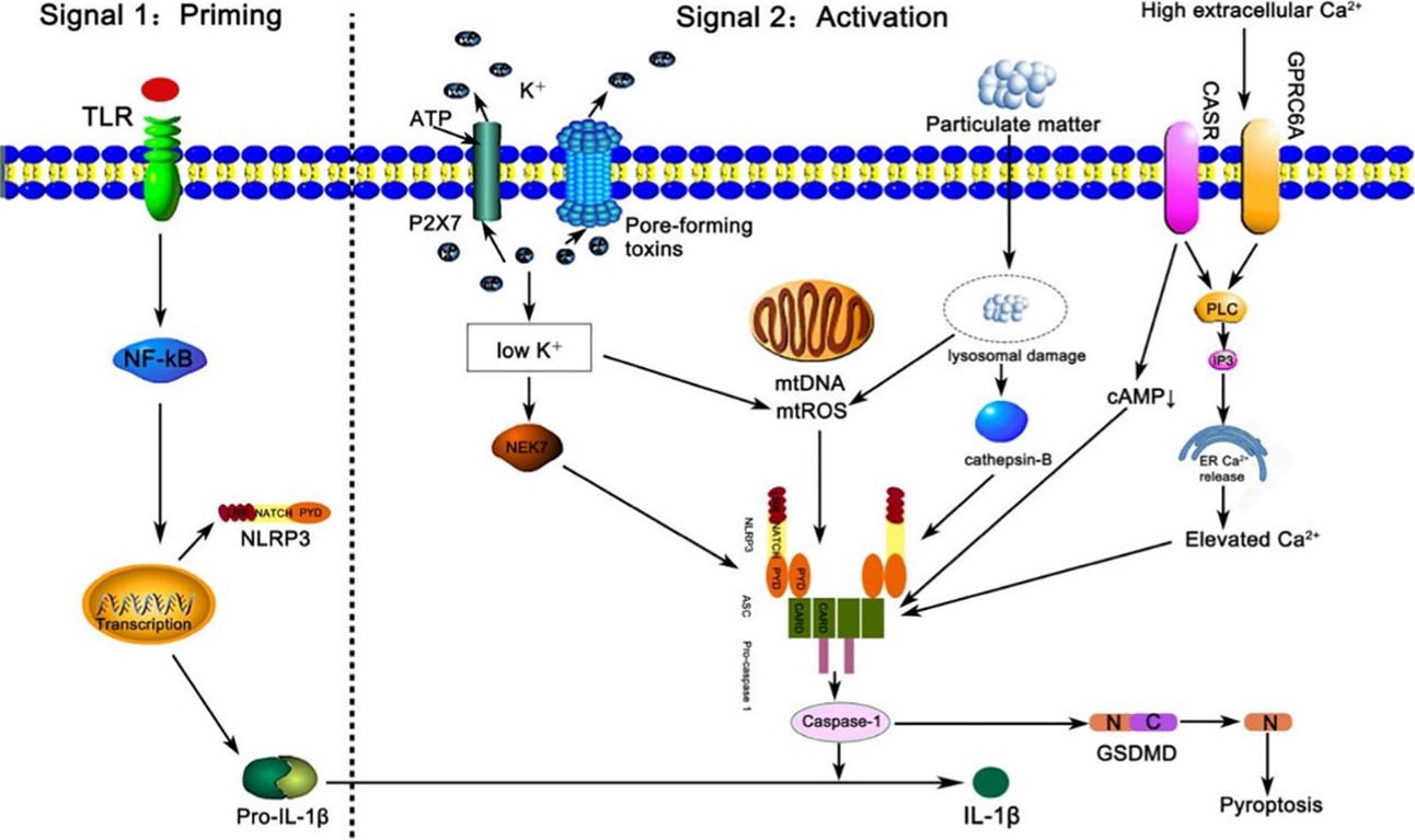 Priming and activation of the NLRP3 inflammasome.