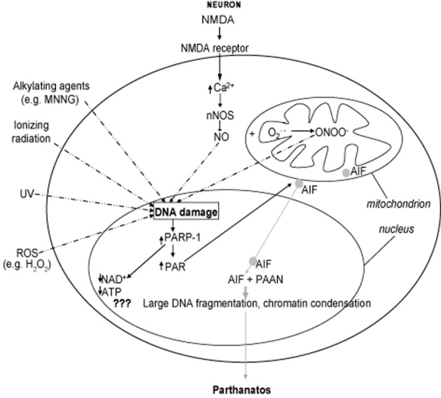 The mechanism of Parthanatos