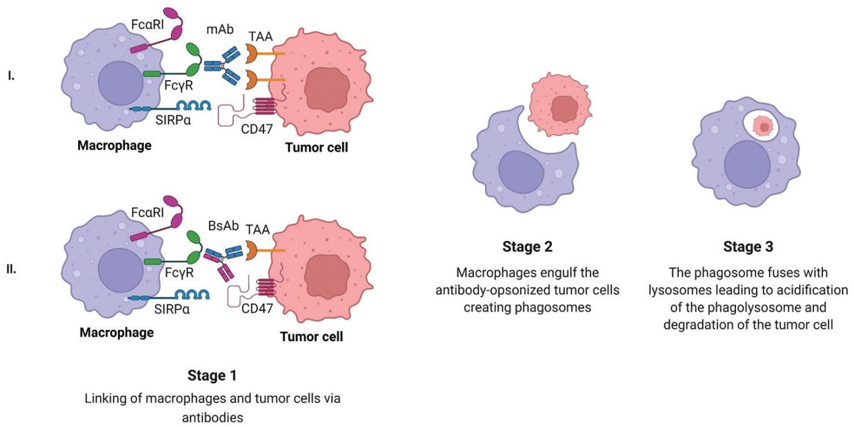 Antibody-dependent cellular phagocytosis by macrophages.