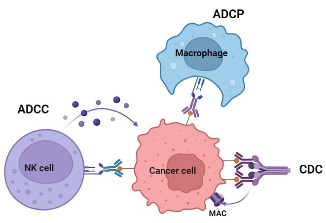 Antibody-Mediated Tumor Killing