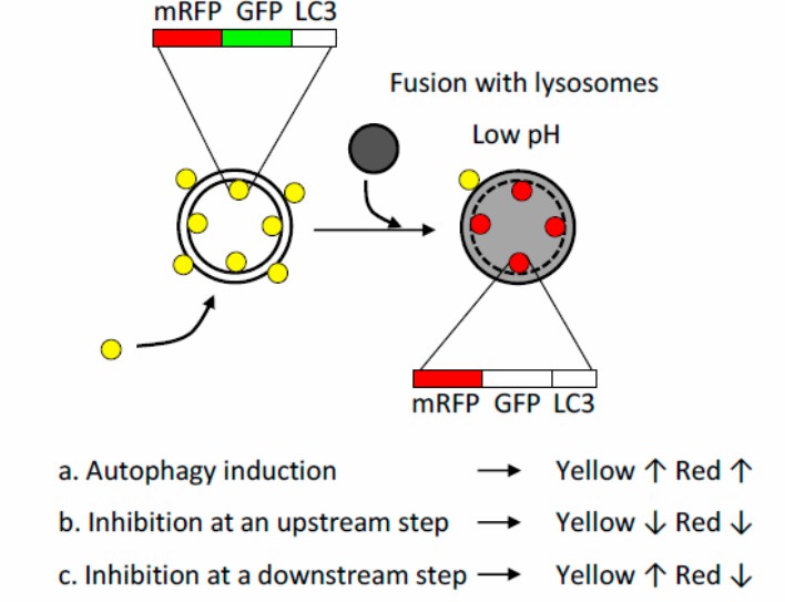 mRFP-GFP-LC3 dual fluorescent indicator system.