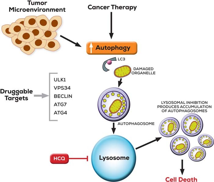 Targeting autophagy in cancer is illustrated.