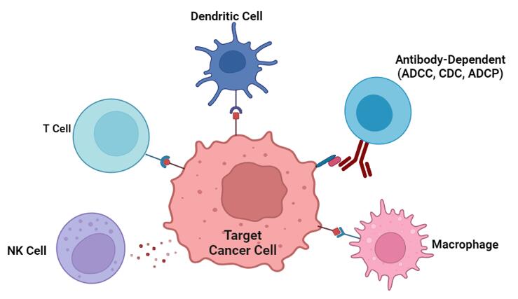 Immune Cell-mediated Cancer Cell Killing