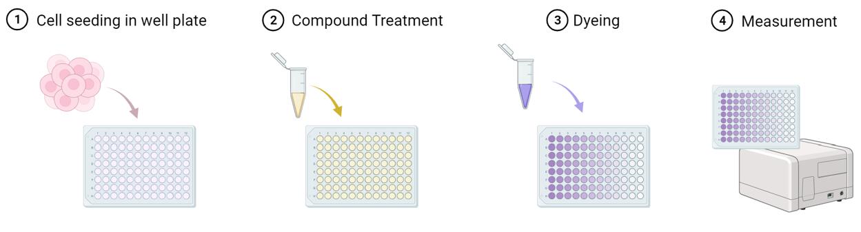 in vitro 2D Cell Proliferation and Viability Assay