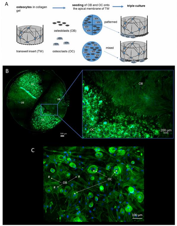 Triple culture setup for patterned and mixed seeding of OC and OB (A) OB and OC on the porous membrane after patterned seeding (B) as well as mixed seeding (C) and 7 days of triple culture. Fixed cells were stained with Alexa fluor 488 phalloidin and DAPI to stain cytoskeleton (green) and nuclei (blue).