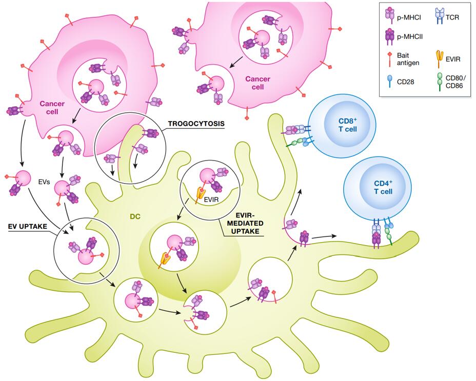 Exploring and exploiting dendritic cell cross-dressing in cancer.
