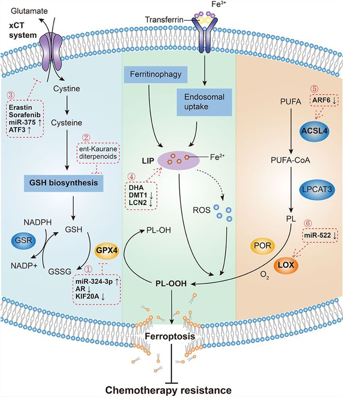 Mechanisms governing ferroptosis and reversing chemotherapy resistance.