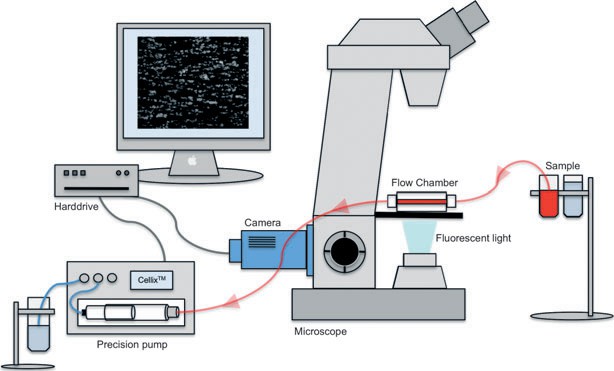 Experimental set-up of the flow chamber-based adhesion assay.