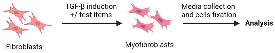 Fibroblast-to-myofibroblast transition (FMT)