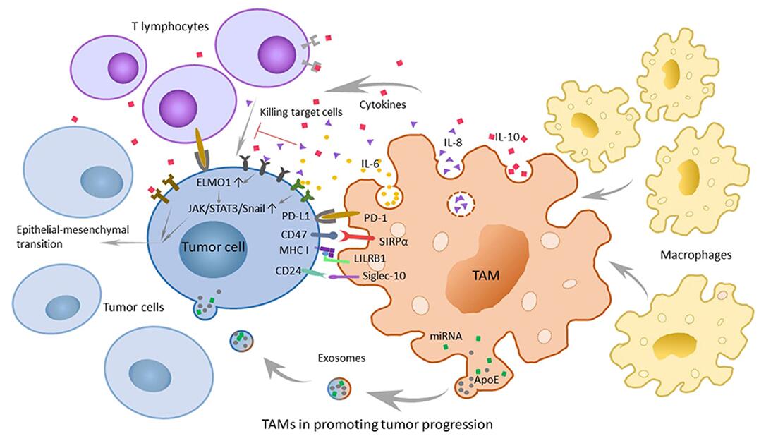 The role of tumor-associated macrophages (TAMs) in promoting tumor progression and related mechanisms.