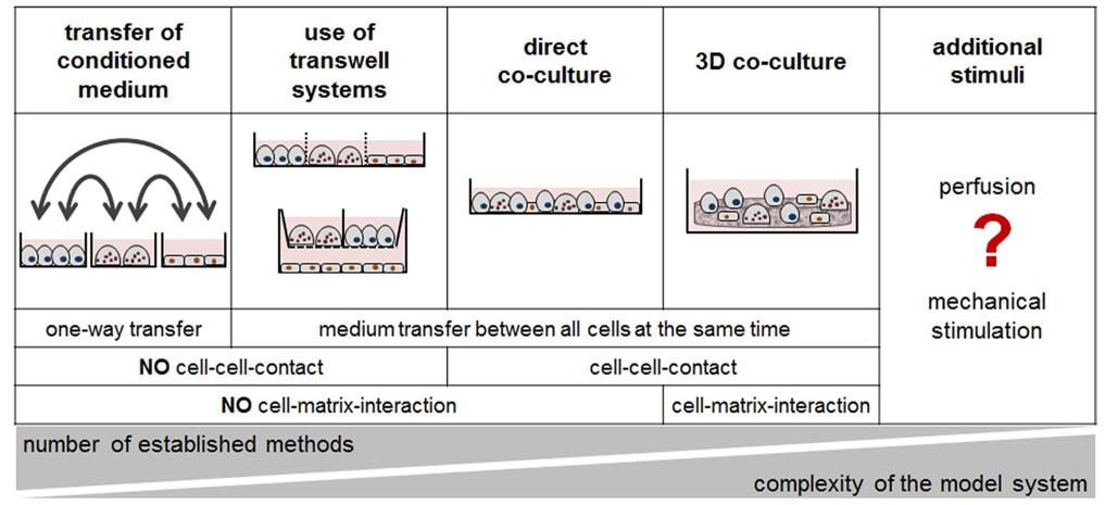 Advantages and disadvantages of the different available in vitro bone models.