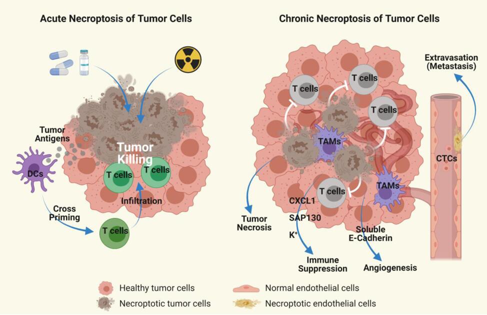 Role of Necroptosis in Cancer.