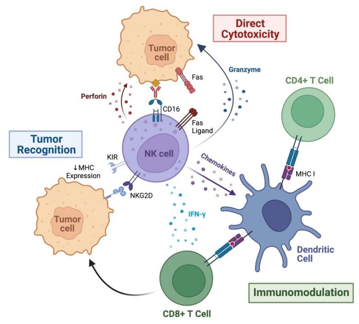 Mechanisms of anti-tumor recognition and cytotoxicity by NK cells.