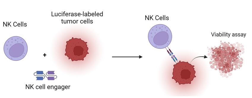 NK engager molecule testing