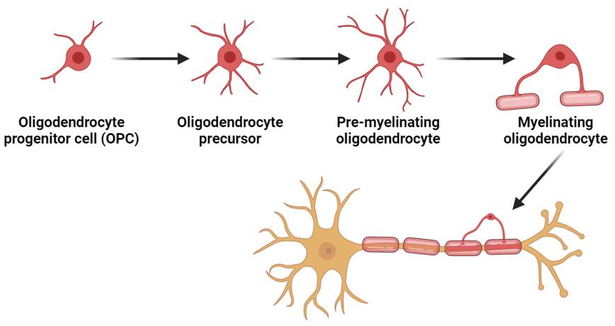 Oligodendrocyte Precursor Cells (OPCs)