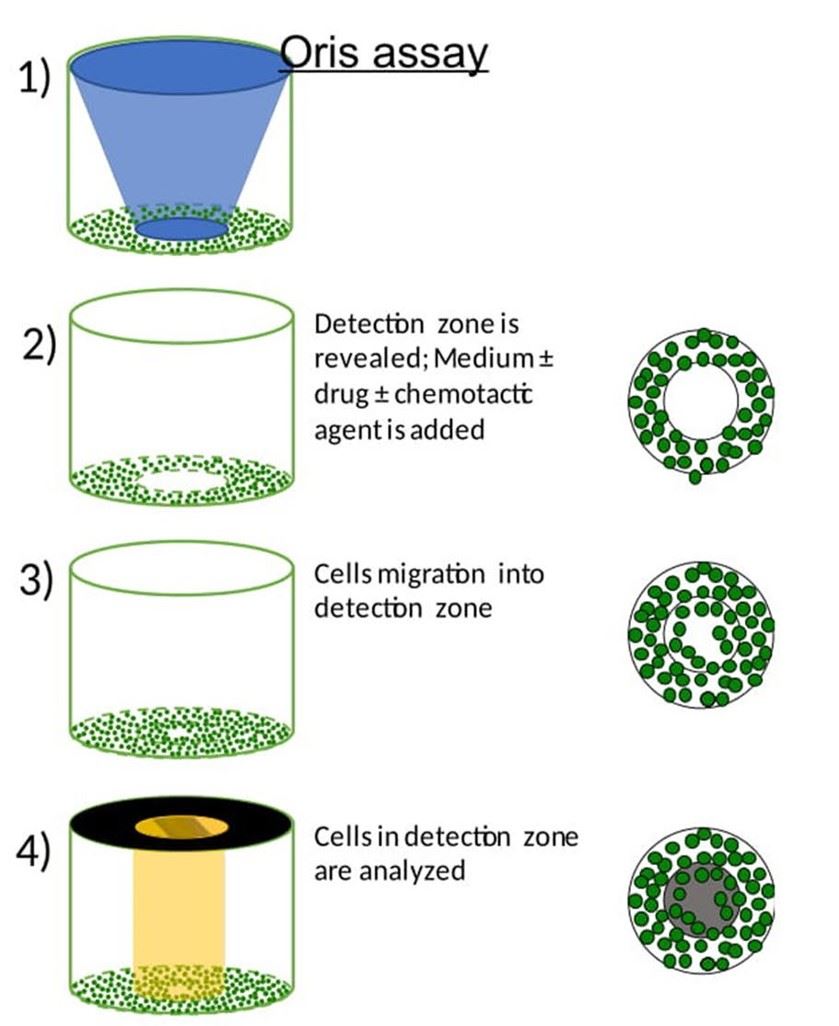 Illustration of the Oris migration assay, which was used to assess cell migration.