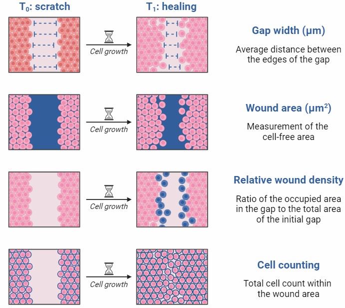 Schematic diagram of scratch (wound healing) assay.