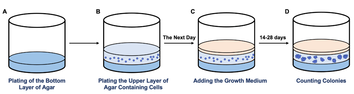 Schematic representation of the soft agar colony formation assay.