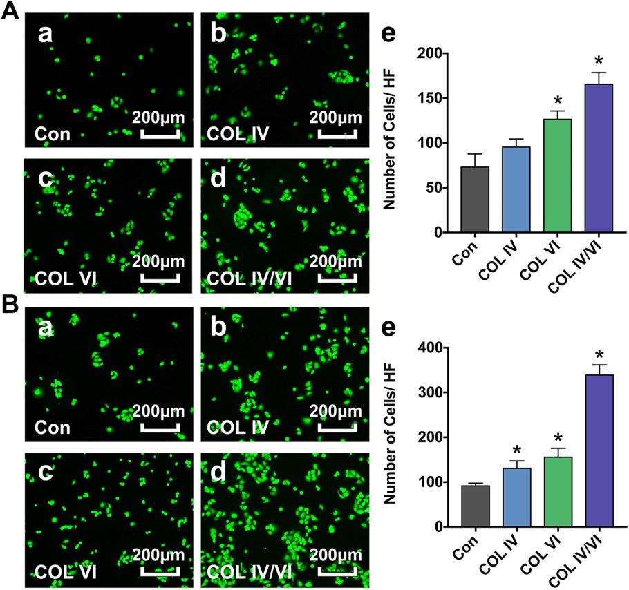 Cell adhesion assay of HUVECs treated with collagen subtypes.