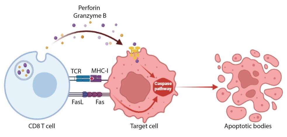Cytotoxic functions of CD8 T cells.