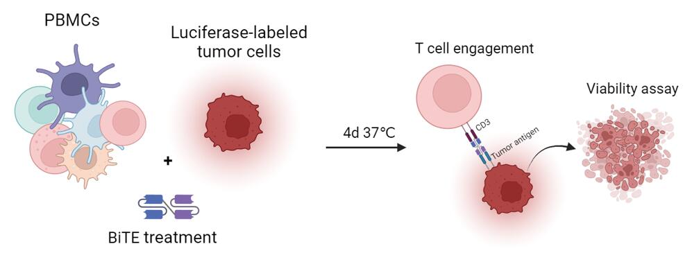 Enhanced T Cell Engagement